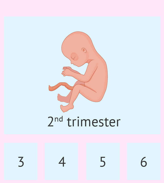 سه ماهه دوم بارداری