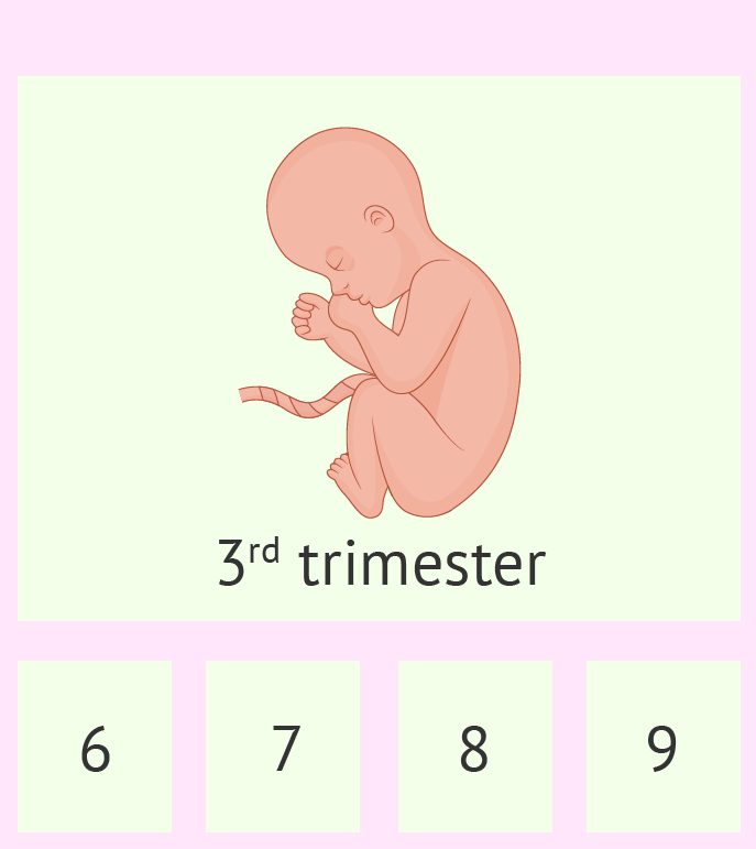 سه ماهه سوم بارداری