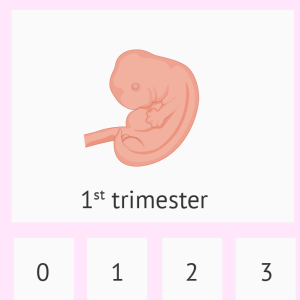 سه ماهه اول بارداری